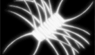 computational extremophile